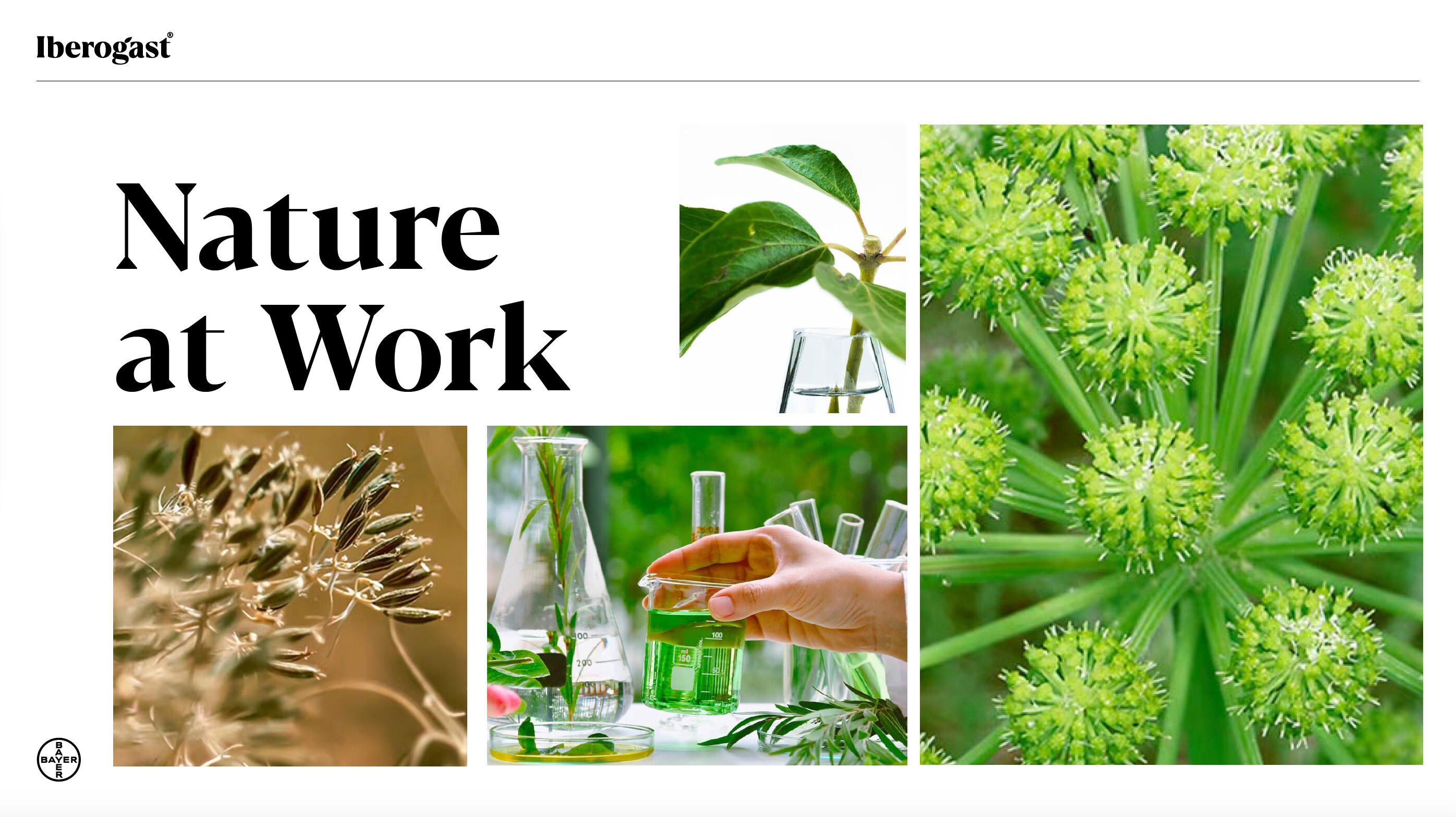 nature at work Iberogast